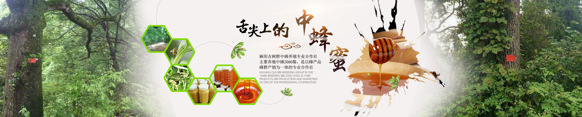 麻阳古树群中蜂养殖专业合作社_麻阳古树群中蜂养殖_麻阳古树群五倍子蜜_麻阳野生蜜