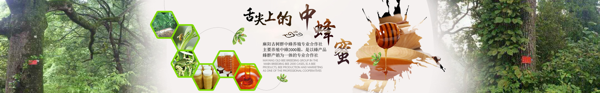 麻阳古树群中蜂养殖专业合作社_麻阳古树群中蜂养殖_麻阳古树群五倍子蜜_麻阳野生蜜