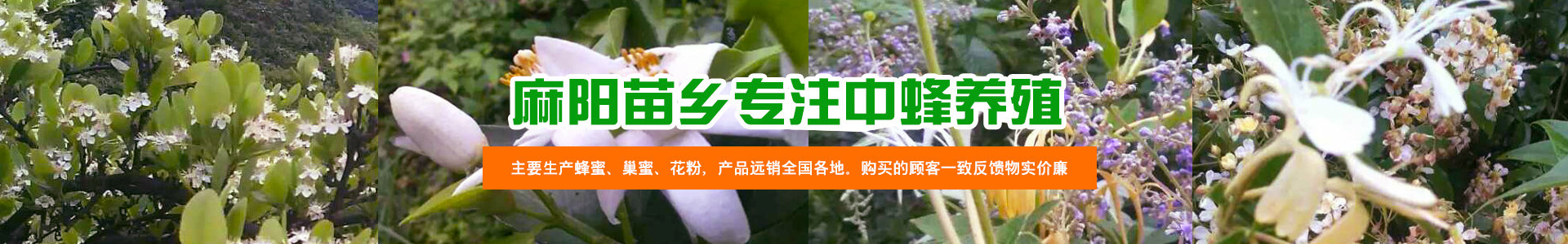 麻阳古树群中蜂养殖专业合作社_麻阳古树群中蜂养殖_麻阳古树群五倍子蜜_麻阳野生蜜