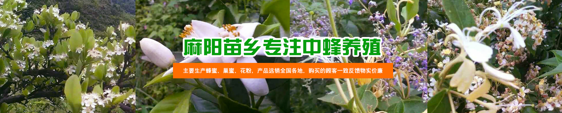 麻阳古树群中蜂养殖专业合作社_麻阳古树群中蜂养殖_麻阳古树群五倍子蜜_麻阳野生蜜