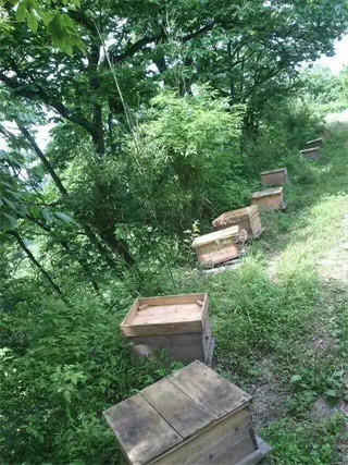 麻阳古树群中蜂养殖专业合作社,麻阳古树群中蜂养殖,麻阳古树群五倍子蜜,麻阳野生蜜
