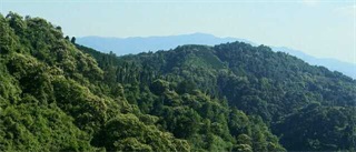 麻阳古树群中蜂养殖专业合作社,麻阳古树群中蜂养殖,麻阳古树群五倍子蜜,麻阳野生蜜