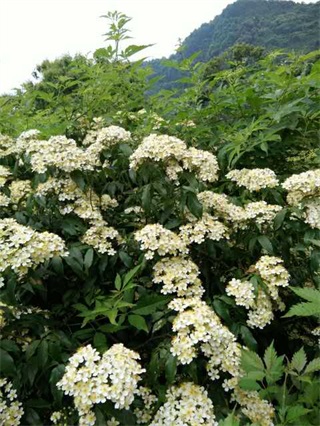 麻阳古树群中蜂养殖专业合作社,麻阳古树群中蜂养殖,麻阳古树群五倍子蜜,麻阳野生蜜