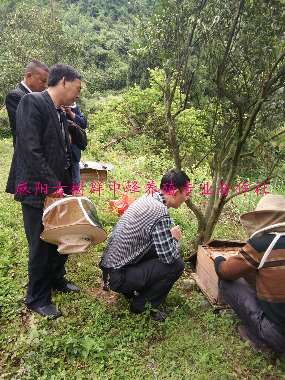 麻阳古树群中蜂养殖专业合作社,麻阳古树群中蜂养殖,麻阳古树群五倍子蜜,麻阳野生蜜