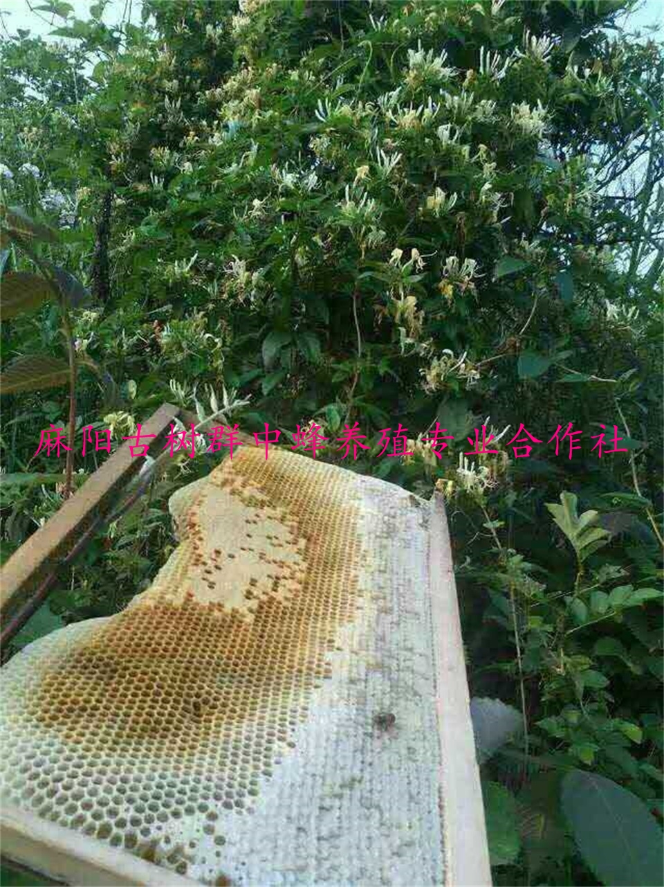 麻阳古树群中蜂养殖专业合作社,麻阳古树群中蜂养殖,麻阳古树群五倍子蜜,麻阳野生蜜
